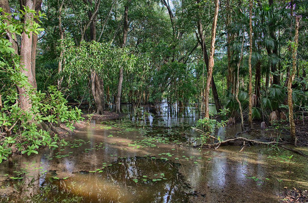 Wetlands