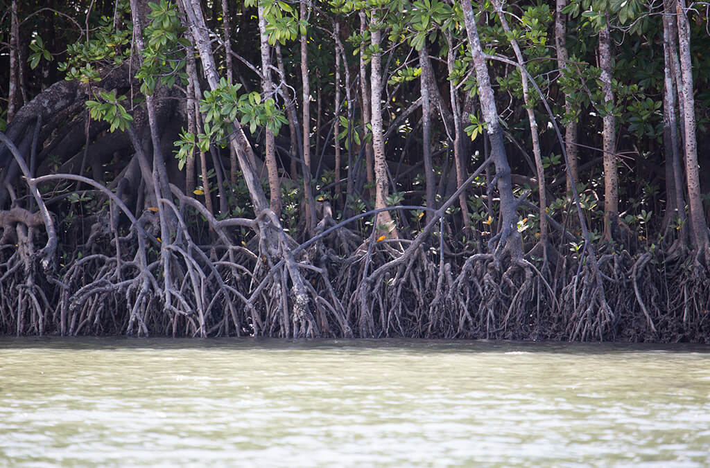A group of mangroves