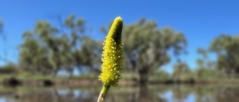 A flower growing from a muddy swamp