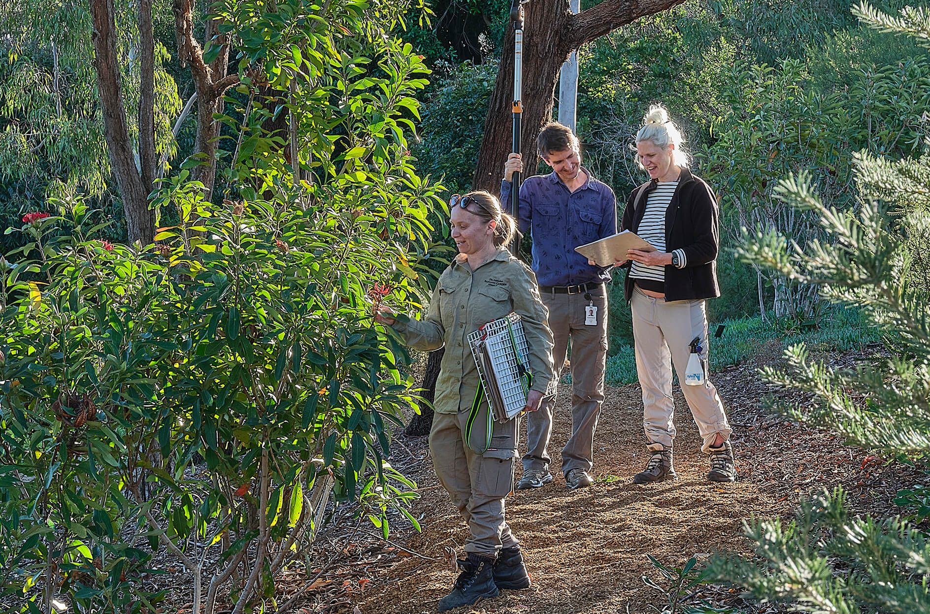 Botanists sampling specimens from trees