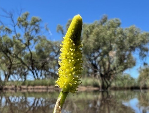 A flower growing from a muddy swamp