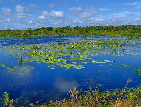 A wetland