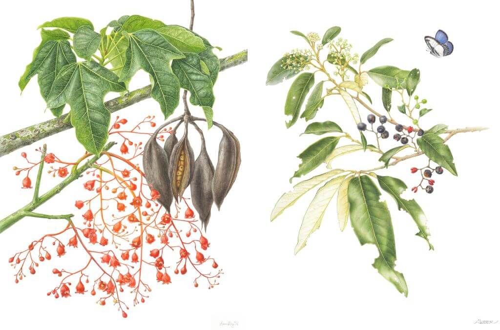 Two pieces of botanical art featured in the exhibition 