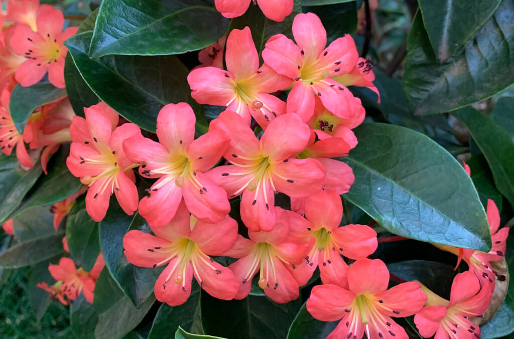 news-Rhododendron-1024x676.JPG