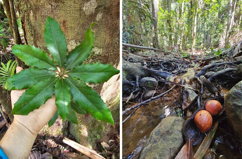 (left) Endangered Nightcap Oak growing in-situ in Nightcap National Park. (right) Castanospermum australe (Blackbean), seen here in a Big Scrub rainforest remnant.