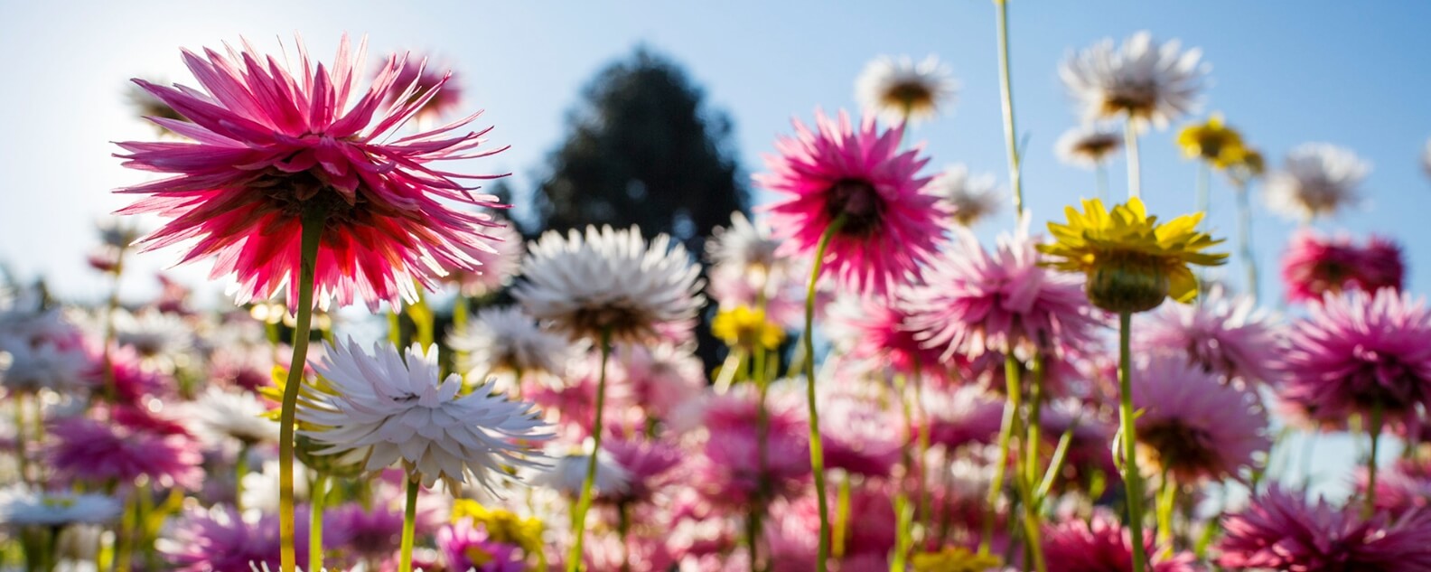 development-paperdaises-hero-1584x633.jpg