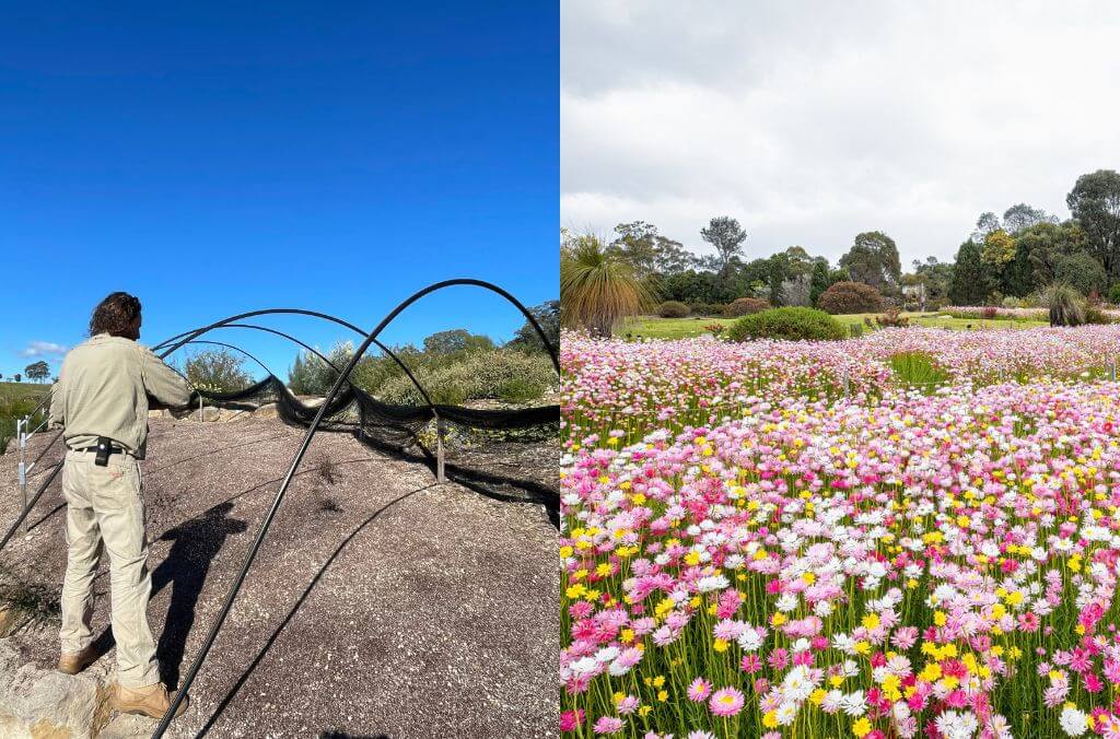 Paper daisies with nets (before) and after the nets are taken off (after) at the Australian Botanic Garden Mount Annan.