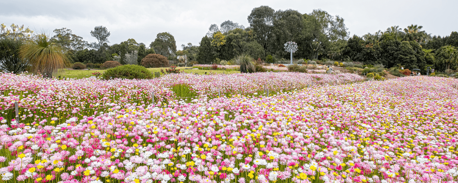 Events-Connections Garden Tour-1584x633 (1).png