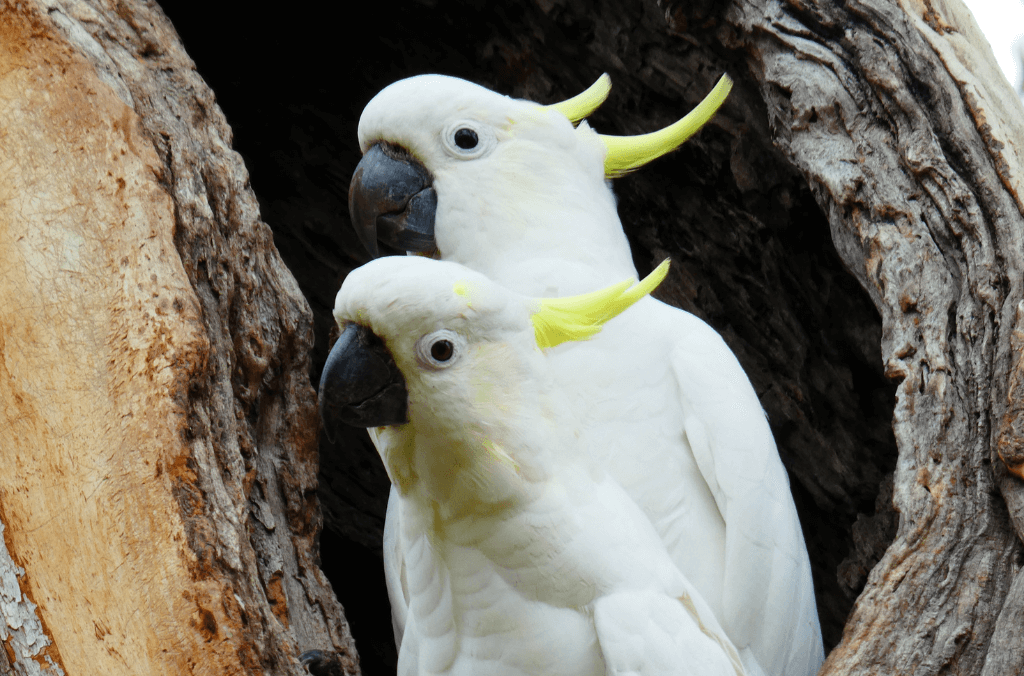 Two birds looking out from a tree