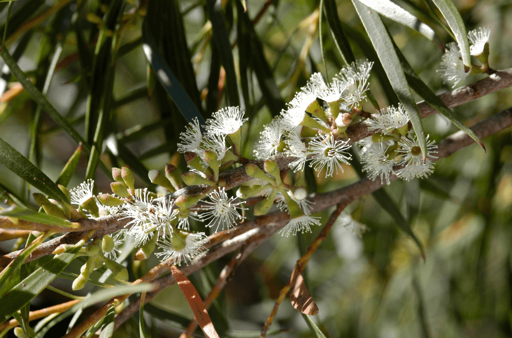 White flowers on a branch