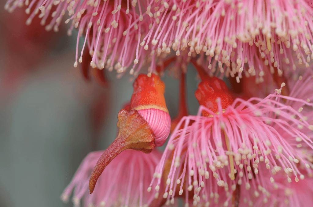 Bright pink flowers