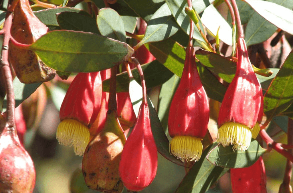 Eucalyptus forrestiana produce red, pear-shaped fruit capsules after its bright yellow flowers appear in summer and winter