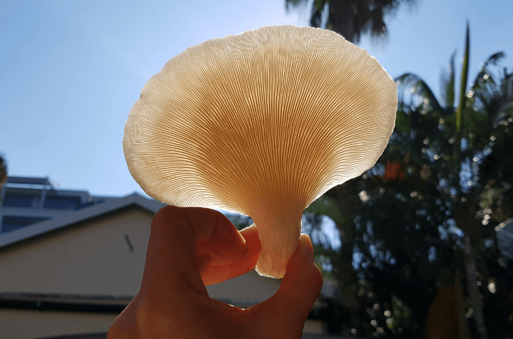 Mushroom held up against blue sky