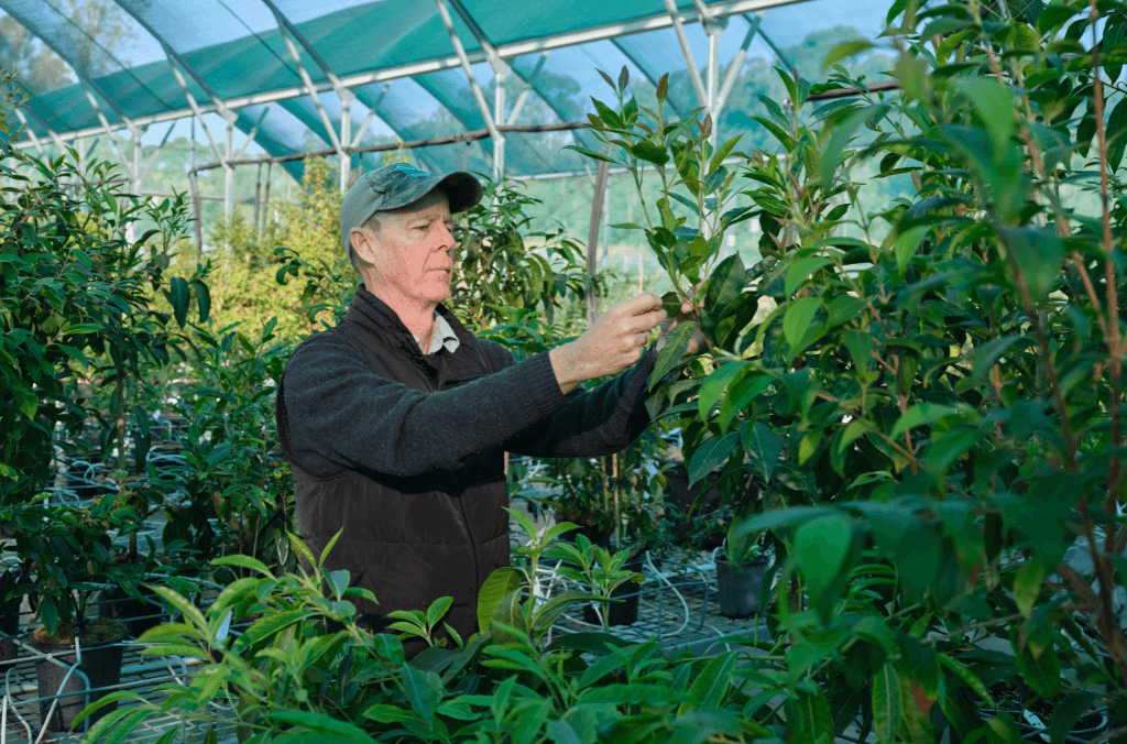 A man looking at tree leaves in a nursery