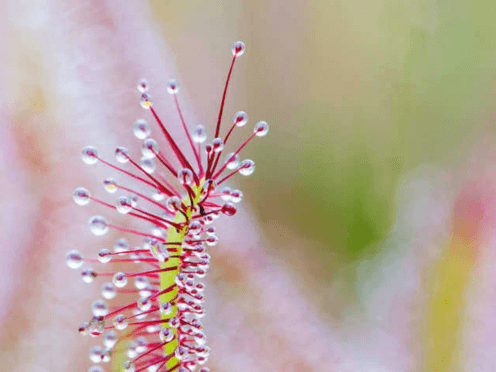 A spike flower with dew drops on them
