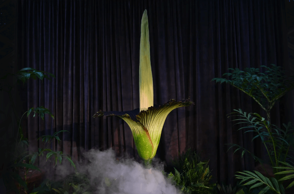 A giant long flower with smoke against a curtain.