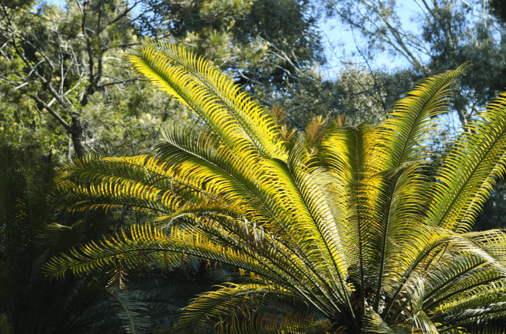 A large spikey plant in a garden bed