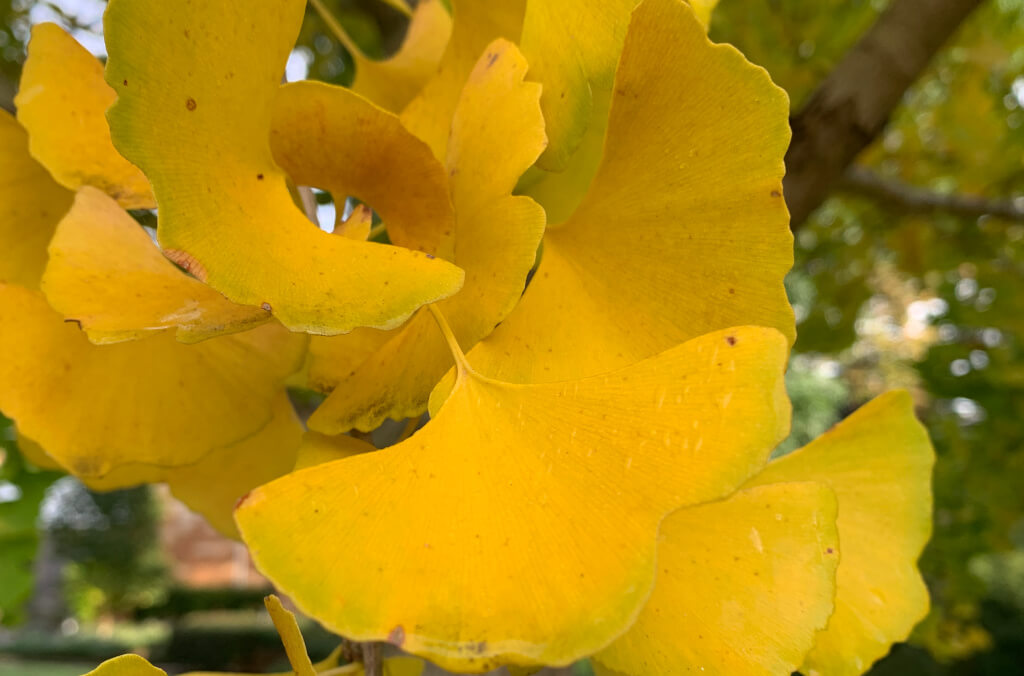News-Ginkgo-Biloba-1024x676.JPG