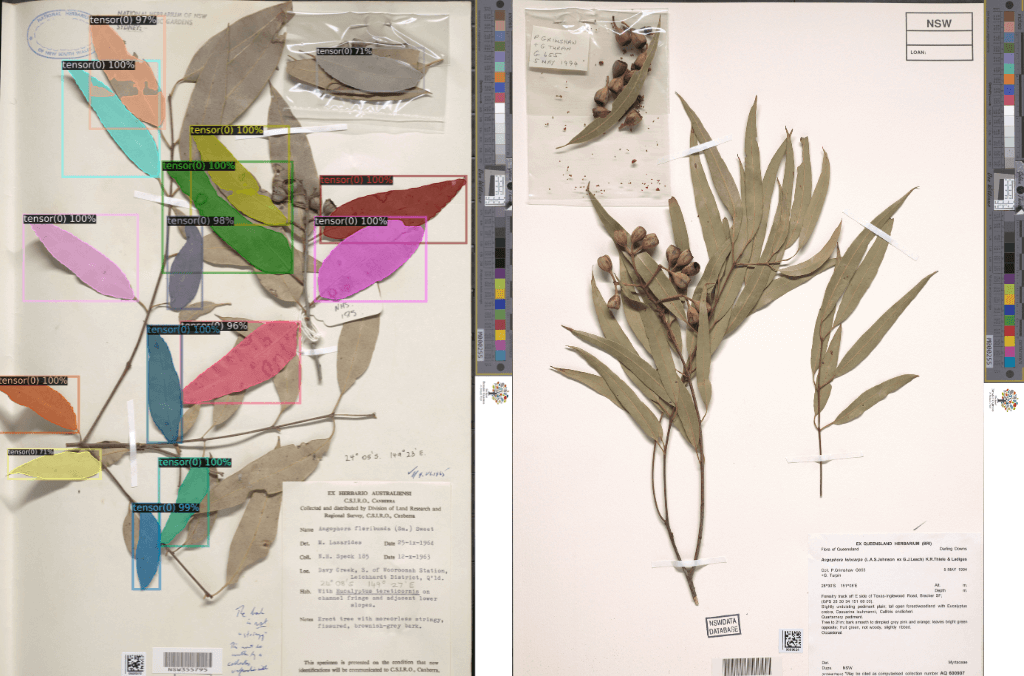 Pressed plant specimens on a sheet of paper
