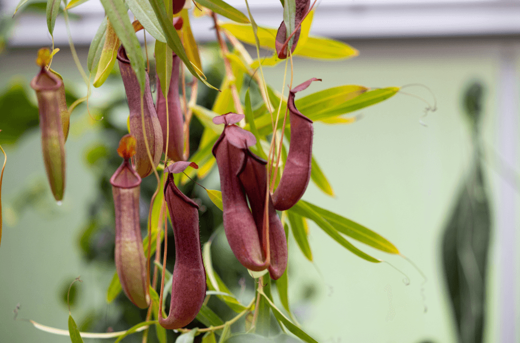 Large red plants hanging from a glasshouse