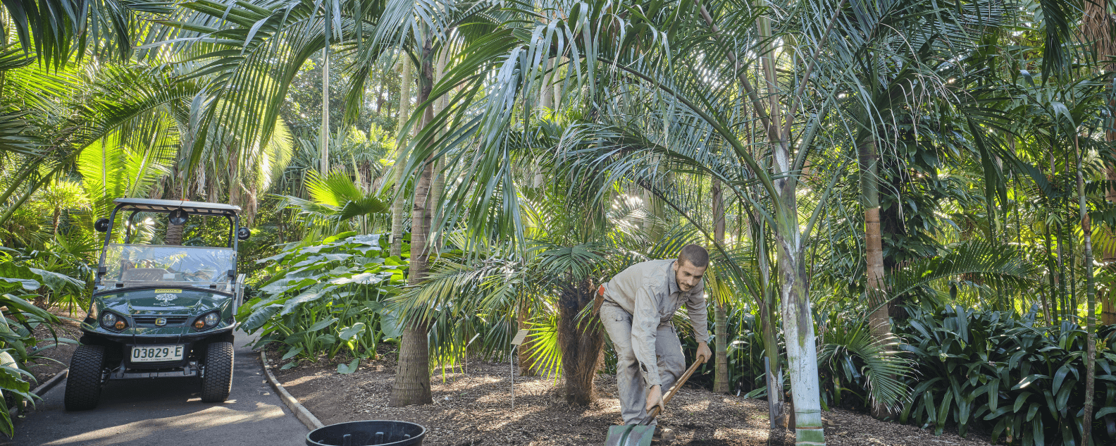 A man raking in a garden bed with palms