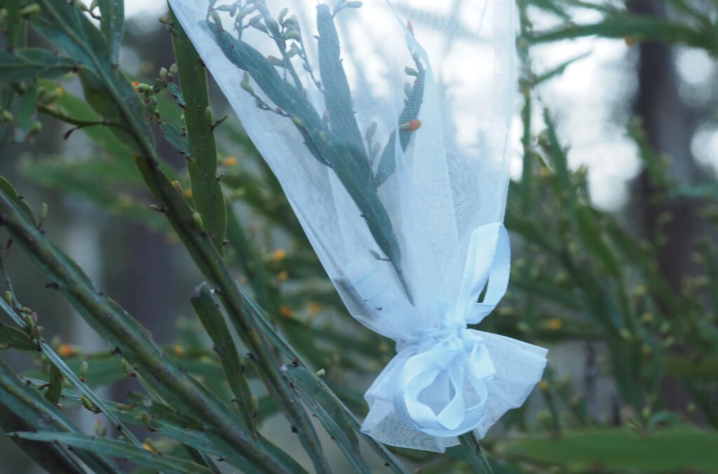 news-Seed_bagging_Bossiaea-fragrans-1024x676.JPG