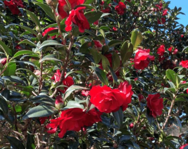 Camellia in flower with red flowers