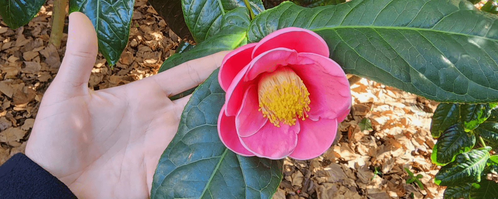 Hand holding a pink flowering Camellia
