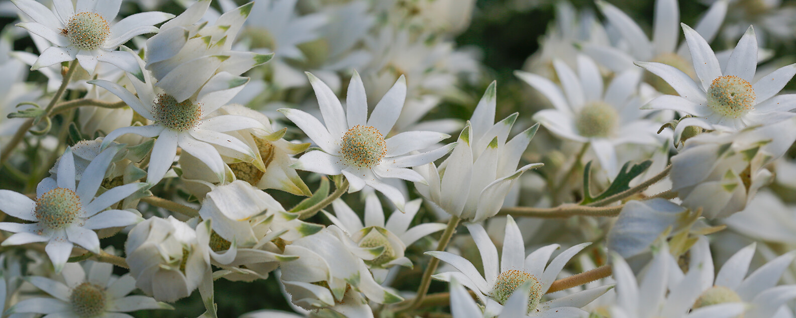 Flannel flowers