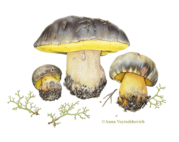 Fungi Painting