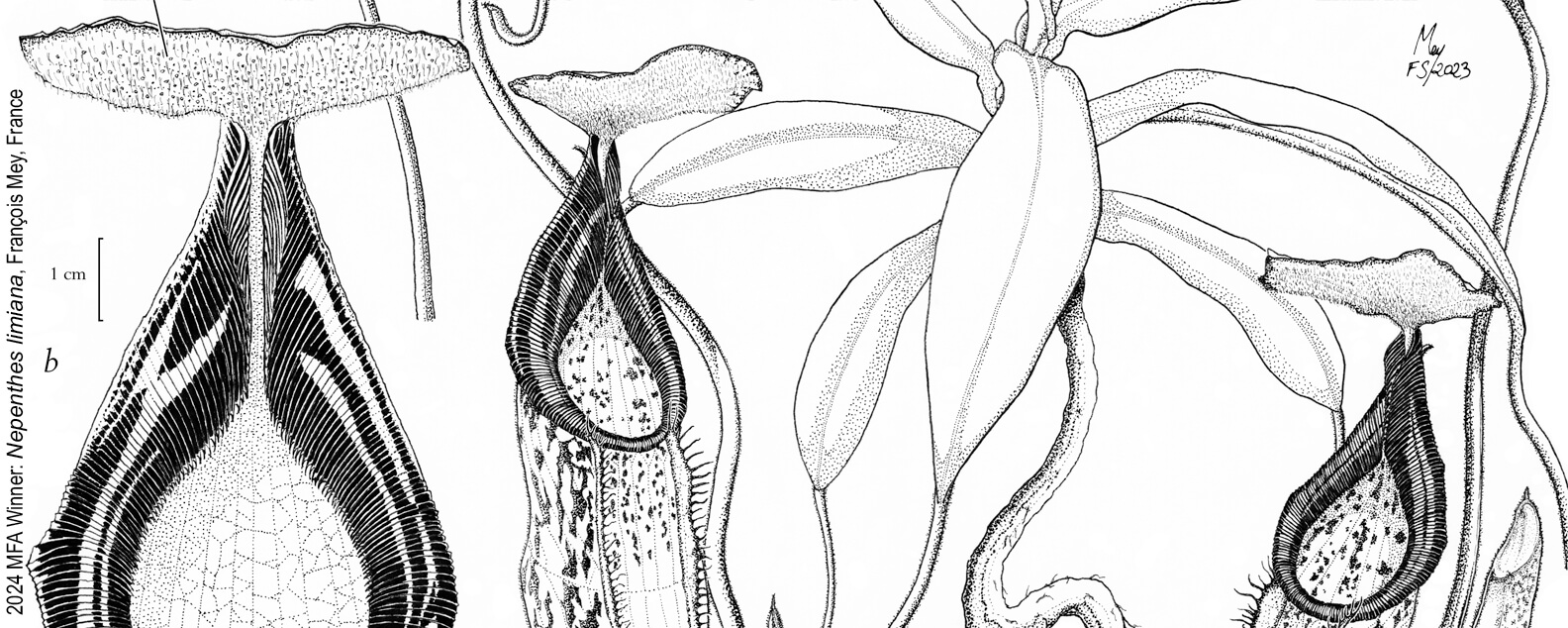 plant illustration