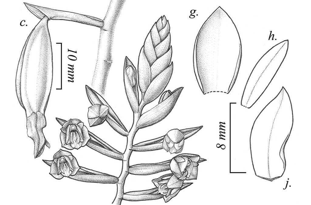 Coelogyne spinifera (detail) by Yuanito Eliazar