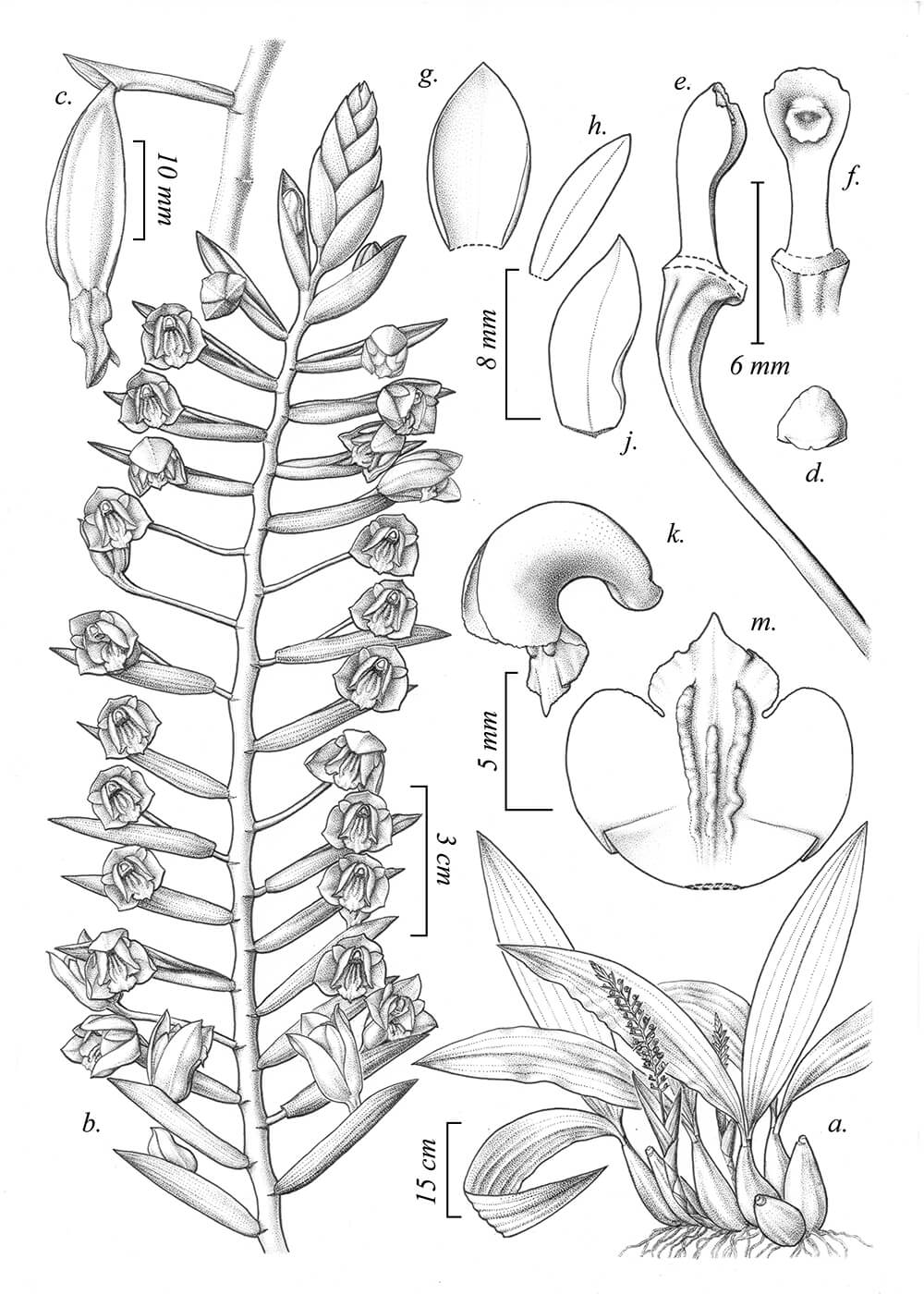 1st Prize - Coelogyne spinifera, ink, Yuanito Eliazar, Indonesia