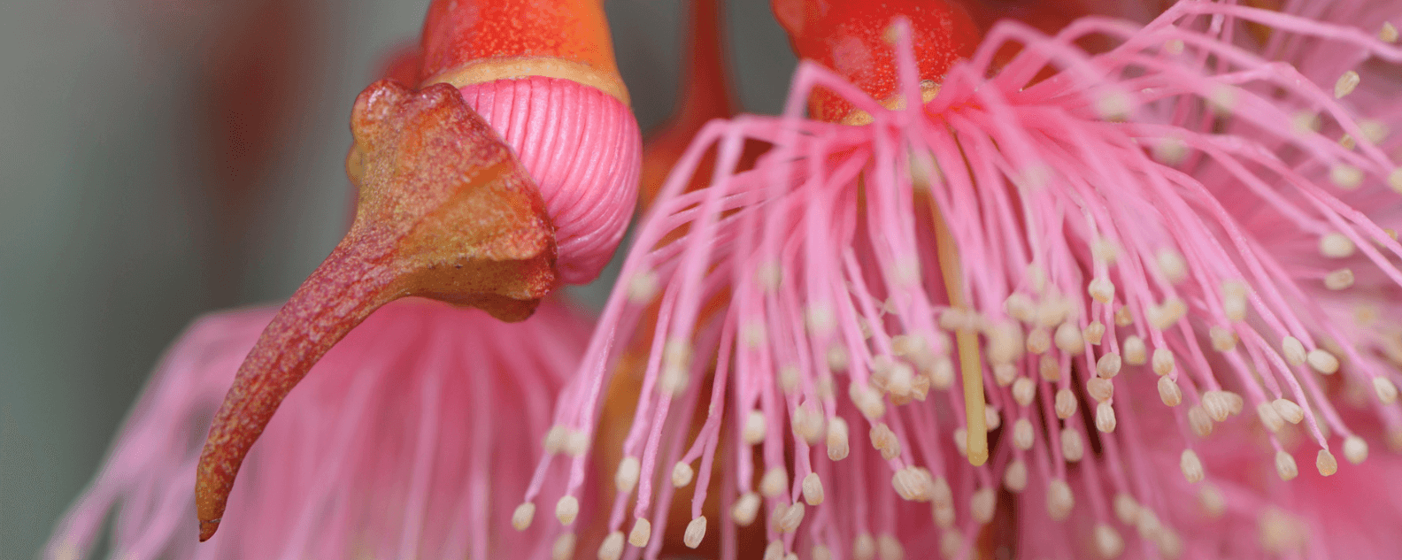 Dev-pink-plant-donate-hero-Banner image-1584x633.png