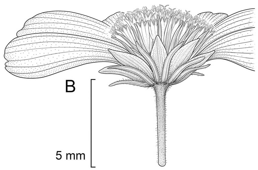 Bidens ferulifolia (detail) by Maria Teresa Jiménez