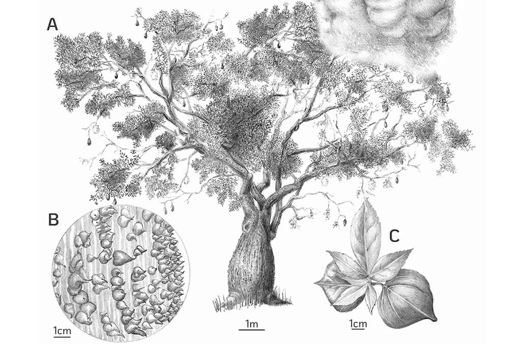 Ceiba chodatii (detail) by Irene Behrens