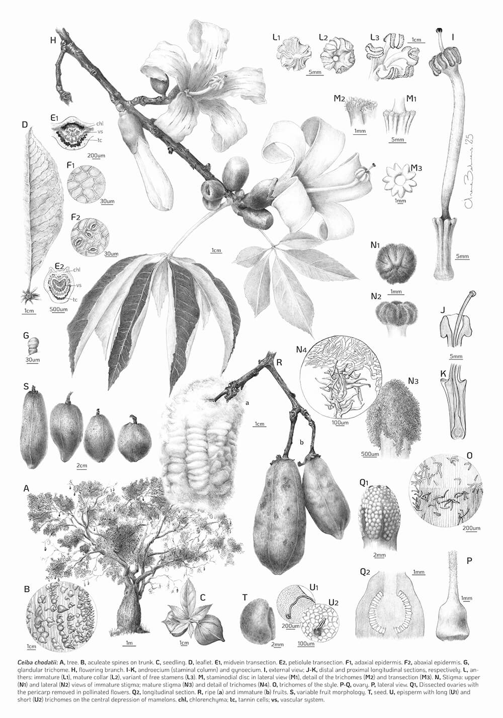 Highly Commended Ceiba chodatii, graphite, Irene Behrens, Argentina