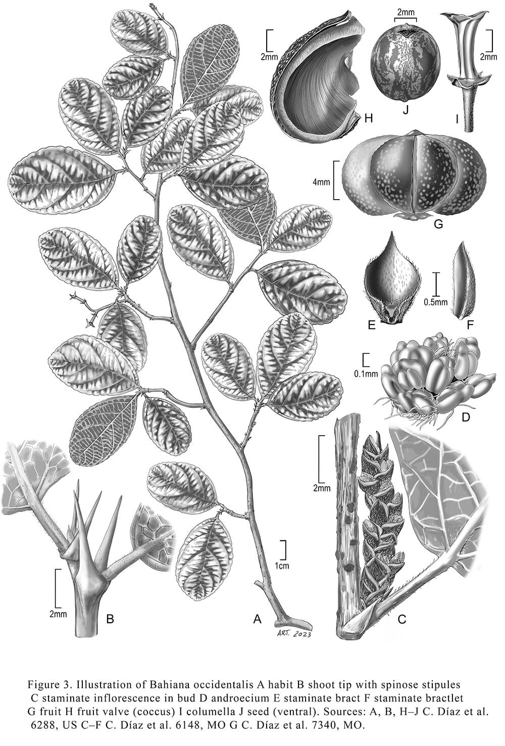 Highly Commmended Bahiana occidentalis, ink and digital, Alice R.Tangerini, USA