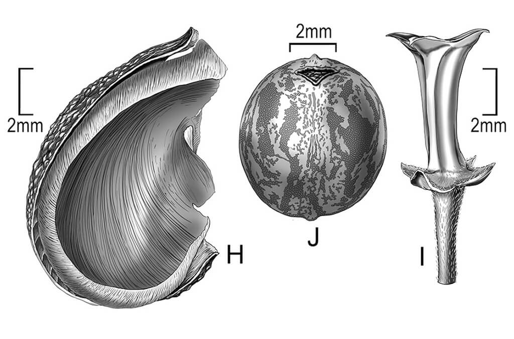 Bahiana occidentalis (detail) by Alice R. Tangerini