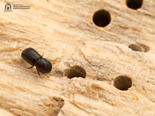 Shot-hole borer on a damaged tree