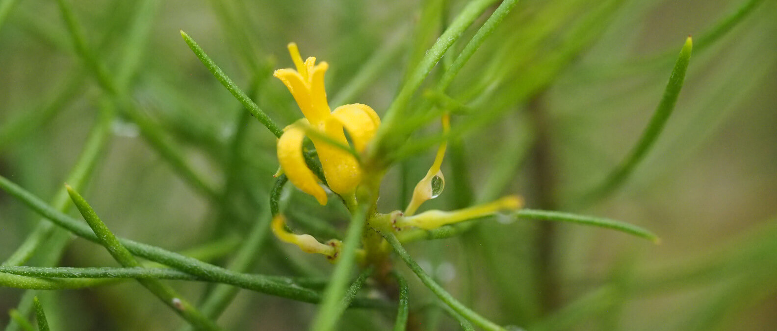 news-Persoonia-pauciflora-flower-recer-hero-1584x633.JPG