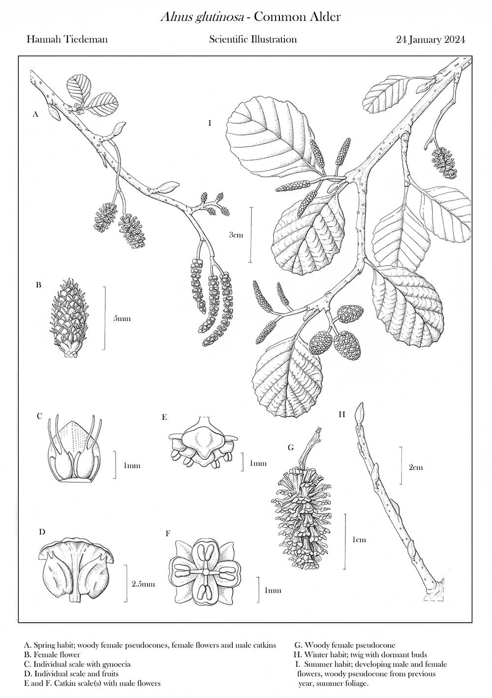 Alnus glutinosa, ink, Hannah Tiedeman, UK