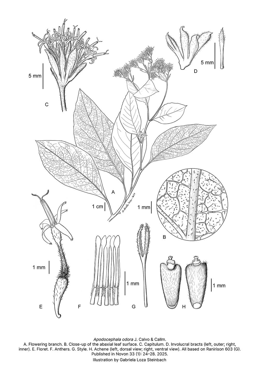 Apodocephala odora, ink, Gabriela Loza Steinbach, Switzerland