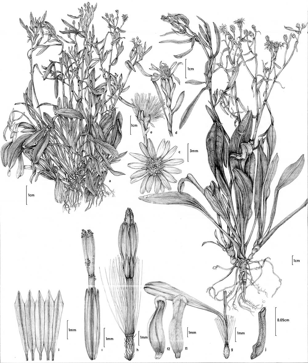 Aster tripolium, graphite, Canan Atay, Turkey