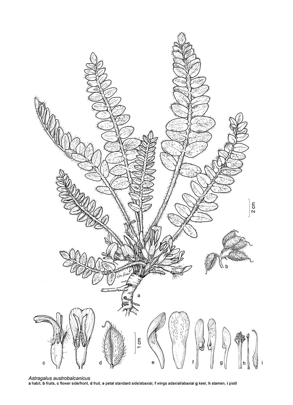 Astragalus austrobalcanicus, ink, Elke Huber, Austria