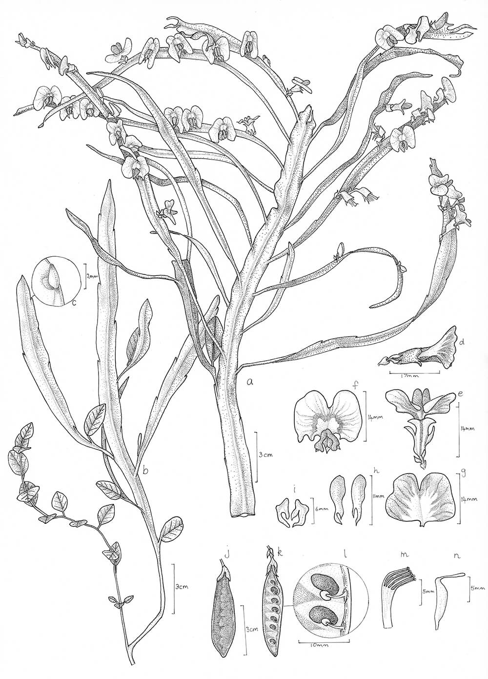 Bossiaea scolopendria, ink, Sarah Millar, Australia