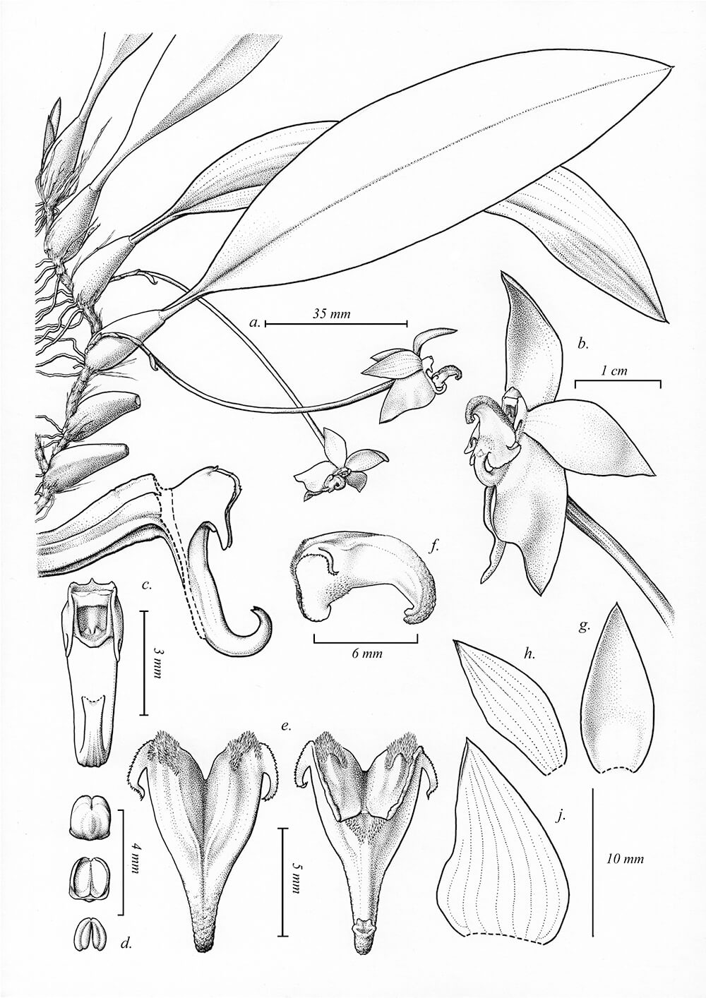Bulbophyllum sapathawungense, ink, Yuanito Eliazar, Indonesia.jpg