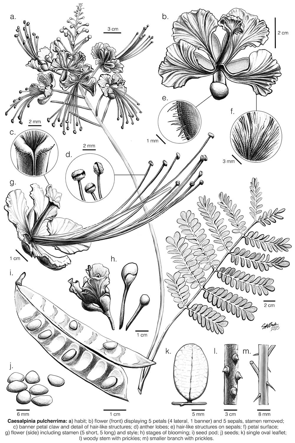 Caesalpinia pulcherrima, digital, Sophya Breedlove, USA
