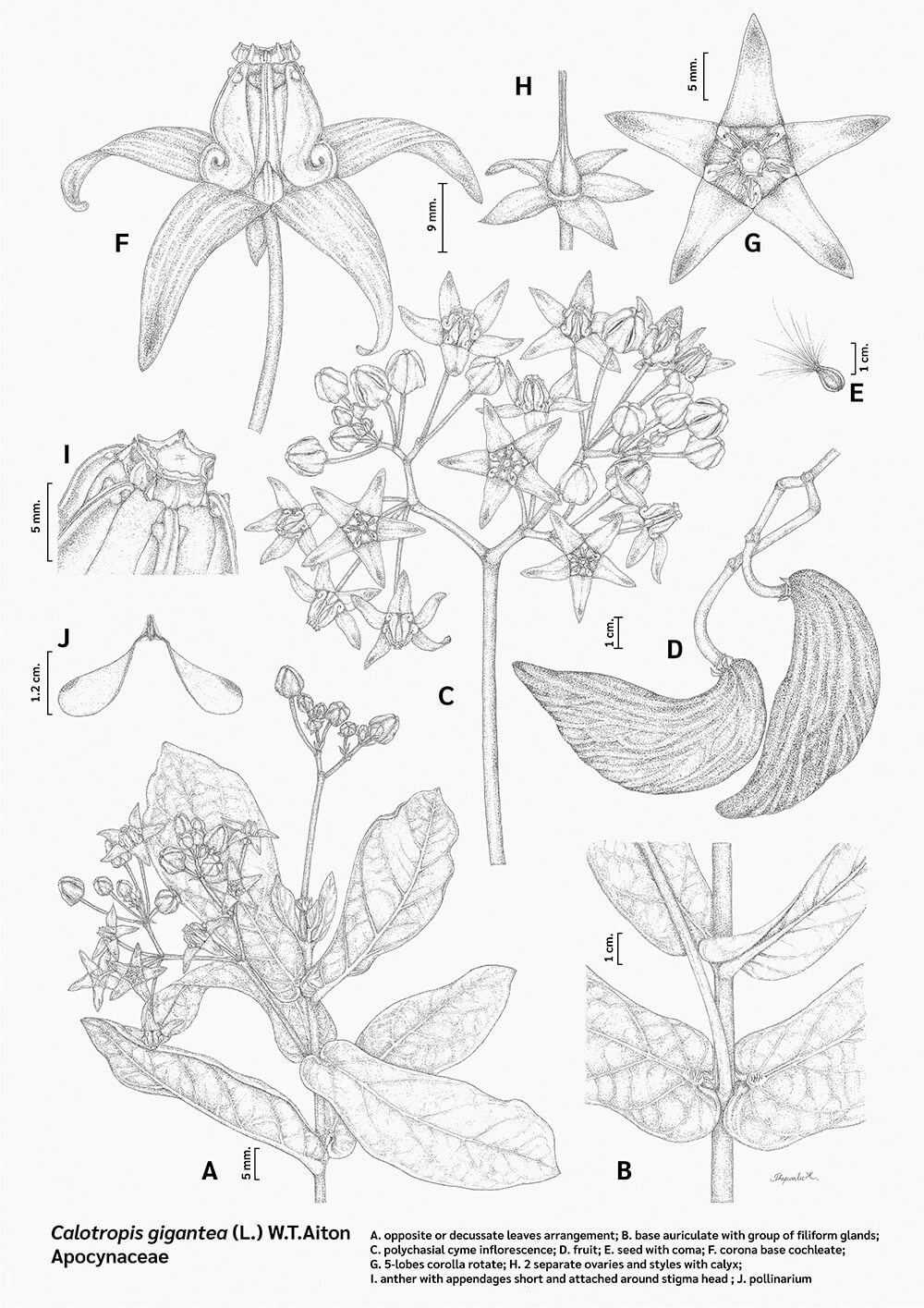 Calotropis gigantea, ink, Thepwalee Khananthong, Thailand