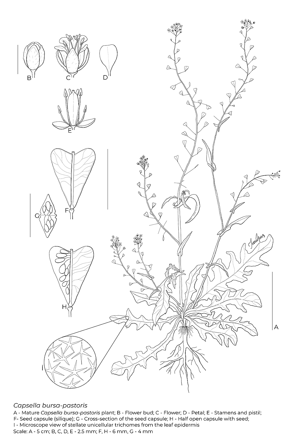 Capsella bursa-pastoris, digital, Ivona Mariș, Romania